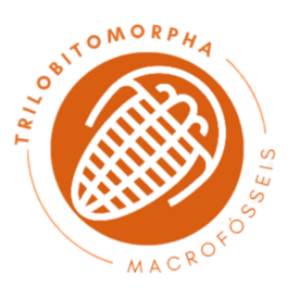 TRILOBITOMORPHA (Tr)